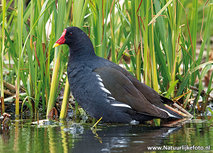 ansichtkaart waterhoen (0680) ansichtkaart waterhoen (0680)