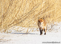 ansichtkaart vos in de winter (0687) ansichtkaart vos in de winter (0687)