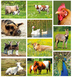 ansichtkaartenset boerderij dieren (set nr.102) ansichtkaartenset boerderij dieren (set nr.102)