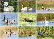 ansichtkaartenset water vogels (set nr.106) ansichtkaartenset water vogels (set nr.106)