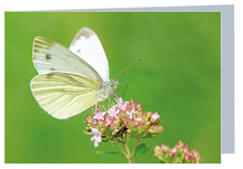 Blanco wenskaart vlinder met envelop - dubbele kaart zonder tekst (W018) Blanco wenskaart vlinder met envelop - dubbele kaart zonder tekst (W018)