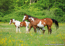 ansichtkaart paard met veulen (0702) ansichtkaart paard met veulen (0702)