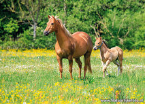 ansichtkaart paard met veulen (0704) ansichtkaart paard met veulen (0704)