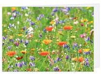 Wenskaart zonder tekst - wilde bloemen - dubbele kaart met envelop (T007) Wenskaart zonder tekst - wilde bloemen - dubbele kaart met envelop (T007)