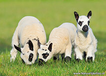ansichtkaart Kerry Hill lammetjes (0714) ansichtkaart Kerry Hill lammetjes (0714)