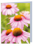 Blanco wenskaart zonnehoed - dubbele kaart met envelop (W023) Blanco wenskaart zonnehoed - dubbele kaart met envelop (W023)