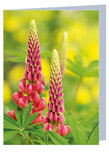 Blanco wenskaart lupine - dubbele kaart met envelop (W024) Blanco wenskaart lupine - dubbele kaart met envelop (W024)