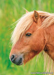 ansichtkaart paard (0734) ansichtkaart paard (0734)