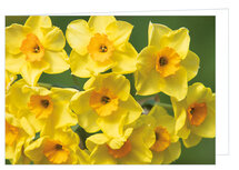 Wenskaart zonder tekst - narcissen - dubbele kaart met envelop (T010) Wenskaart zonder tekst - narcissen - dubbele kaart met envelop (T010)