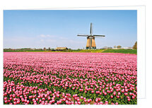 Wenskaart zonder tekst - molen met tulpen - dubbele kaart met envelop (T015) Wenskaart zonder tekst - molen met tulpen - dubbele kaart met envelop (T015)