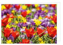 Wenskaart zonder tekst - bloemen - dubbele kaart met envelop (T016) Wenskaart zonder tekst - bloemen - dubbele kaart met envelop (T016)