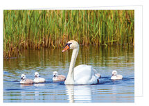 Blanco wenskaart knobbelzwaan - dubbele kaart met envelop (W004) Blanco wenskaart knobbelzwaan - dubbele kaart met envelop (W004)