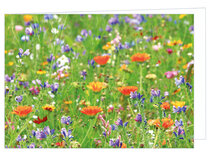 Blanco wenskaart wilde bloemen - dubbele kaart met envelop (W007) Blanco wenskaart wilde bloemen - dubbele kaart met envelop (W007)