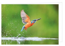 Blanco wenskaart ijsvogel - dubbele kaart met envelop (W008) Blanco wenskaart ijsvogel - dubbele kaart met envelop (W008)