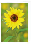 Blanco wenskaart zonnebloem - dubbele kaart met envelop (W014) Blanco wenskaart zonnebloem - dubbele kaart met envelop (W014)
