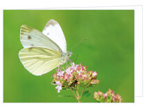 Blanco wenskaart vlinder - dubbele kaart met envelop (W018) Blanco wenskaart vlinder - dubbele kaart met envelop (W018)