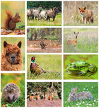 Ansichtkaarten set dieren in Nederland (set nr.116) Ansichtkaarten set dieren in Nederland (set nr.116)