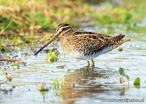 ansichtkaart watersnip (0756) ansichtkaart watersnip (0756)