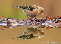 ansichtkaart vink (0025) ansichtkaart vink (0025)