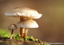 ansichtkaart paddestoelen in de herfst (0061) ansichtkaart paddestoelen in de herfst (0061)