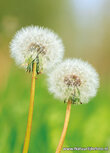 ansichtkaart uitgebloeide paardenbloemen (0770) ansichtkaart uitgebloeide paardenbloemen (0770)