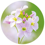 Sluitstickers | 10 x sluitzegels lente bloemen 4cm