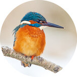 Sluitstickers | 10 x sluitzegels ijsvogel in de sneeuw 4cm