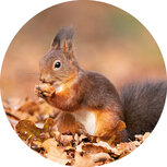 Sluitstickers | 10 x sluitzegels eekhoorn in de herfst 4cm