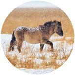 Sluitstickers | 10 x sluitzegels paard in de sneeuw 4cm