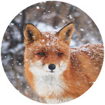 Sluitstickers | 10 x sluitzegels vos in de sneeuw 4cm