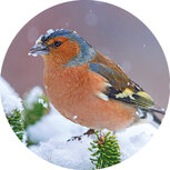 Sluitstickers | 10x sluitzegels vink in de sneeuw 4cm