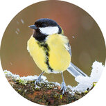 Sluitstickers | 10x sluitzegels koolmees in de sneeuw 4cm