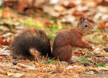 Eekhoorn kaarten | eekhoorn kaartje