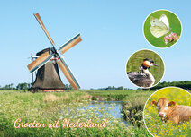 ansichtkaart groeten uit Nederland