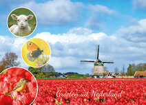 Postcrossing kaarten | groeten uit Nederland ansichtkaart - tulpen met molen