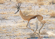 Afrikaanse dieren kaarten | Ansichtkaart springbok Afrikaanse dieren kaarten | Ansichtkaart springbok