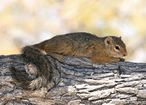 Eekhoorn kaarten | boomeekhoorn ansichtkaart