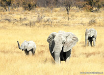 Afrikaanse dieren kaarten | Ansichtkaart Afrikaanse olifant Afrikaanse dieren kaarten | Ansichtkaart Afrikaanse olifant