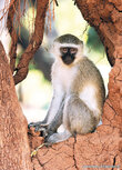 Afrikaanse dieren kaarten | Ansichtkaart groene meerkat Afrikaanse dieren kaarten | Ansichtkaart groene meerkat