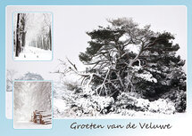 Ansichtkaart winter op de Veluwe