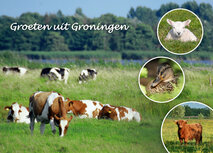 Ansichtkaarten Groningen |  Ansichtkaart groeten uit Groningen 002