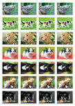 Beloningsstickers katten kopen Beloningsstickers katten kopen