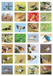 Beloningsstickers vogels kopen