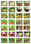 Beloningsstickers vlinders kopen Beloningsstickers vlinders kopen