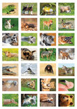 Beloningsstickers school | dieren stickervel Beloningsstickers school | dieren stickervel