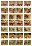 Beloningsstickers eekhoorns Beloningsstickers eekhoorns