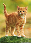 Katten kaarten | Ansichtkaart rood katertje Katten kaarten | Ansichtkaart rood katertje