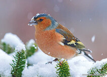 vogel kaarten | vink in de sneeuw ansichtkaart vogel kaarten | vink in de sneeuw ansichtkaart