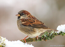 Vogelkaarten | ansichtkaart huismus in de sneeuw Vogelkaarten | ansichtkaart huismus in de sneeuw