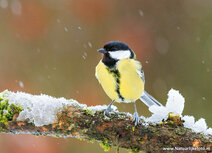 Vogelkaarten | ansichtkaart koolmees Vogelkaarten | ansichtkaart koolmees